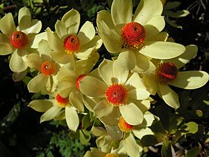 Archivo:Strybing Arboretum - Flower8