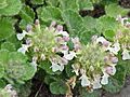 Teucrium pyrenaicum1