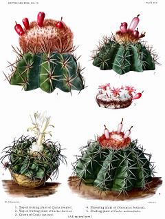 The Cactaceae Vol III, plate XXIV filtered.jpg