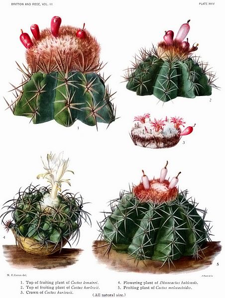 The Cactaceae Vol III, plate XXIV filtered