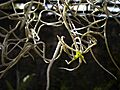 Tillandsia-usneoides-Mascarin