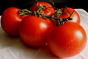 Archivo:Tomate 2008-2-20