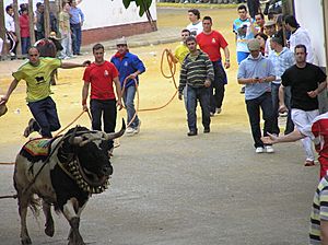 Archivo:Toro ensogado