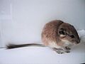 Tympanoctomys barrerae
