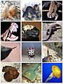 Venomous Animals