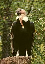 Vultur gryphus Nürnberg.jpg