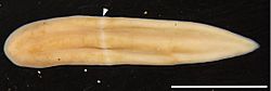 Xenoturbella japonica.jpg