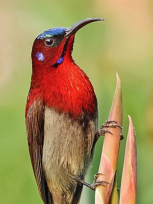 Archivo:♂ Vigors's sunbird (Aethopyga vigorsii) Photograph by Shantanu Kuveskar