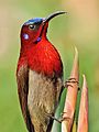 ♂ Vigors's sunbird (Aethopyga vigorsii) Photograph by Shantanu Kuveskar