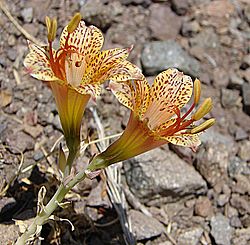 Alstroemeria versicolor (8384817557).jpg