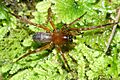 Amphinecta pila