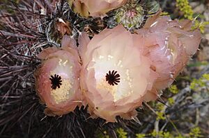 Archivo:Austrocactus bertinii11