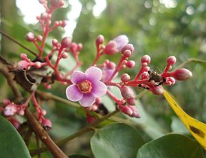 Archivo:Averrhoa carambola flower