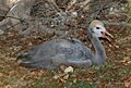BlueCrane juvenile