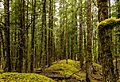 Bosque junto al glaciar Davidson, Haines, Alaska, Estados Unidos, 2017-08-18, DD 52