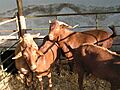 CABRAS