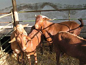 Archivo:CABRAS