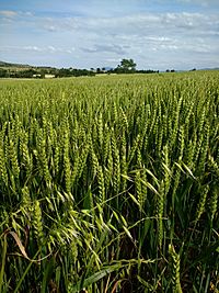 Archivo:Campo Cereales en Villarán