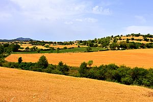 Archivo:Camps de cereal, Montclar, Pontils, Santa Coloma de Queralt - 52144859837