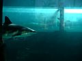 Carcharhinus perezi at Mayan Temple Slides at Atlantis