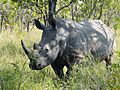 Ceratotherium simum Kruger Park 02