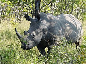 Archivo:Ceratotherium simum Kruger Park 02