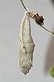 Checkered White chrysalis, Megan McCarty127