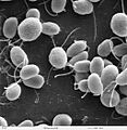Chlamydomonas6-1