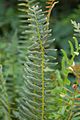 Christmas Fern Polystichum acrostichoides Leaf 2000px