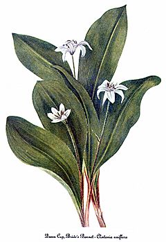 Archivo:Clintonia uniflora, by Mary Vaux Walcott