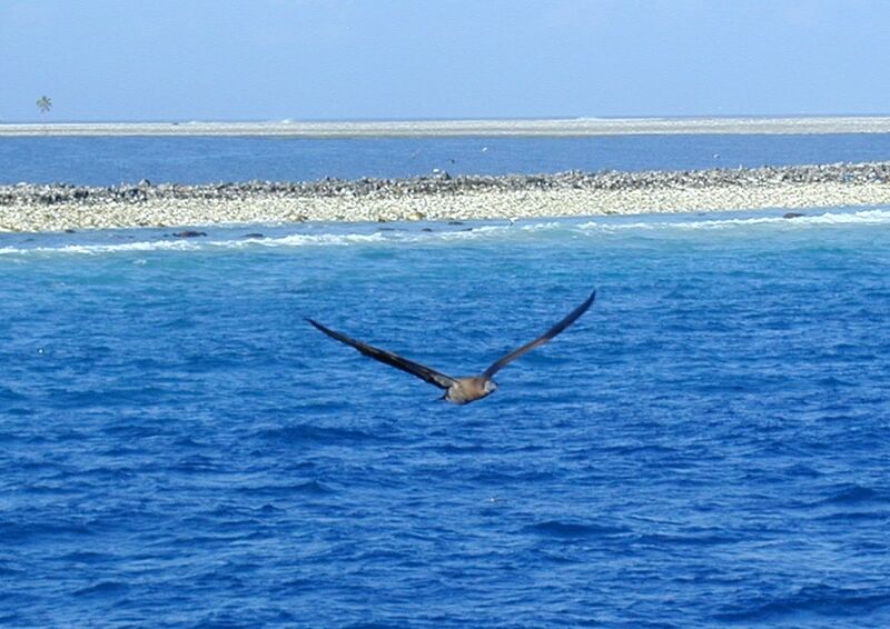 Clipperton Booby