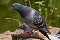 Common pigeon at Waterlow Park, London 01