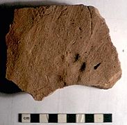 Concangis Paw tile