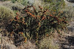 Condalia microphylla 02.jpg