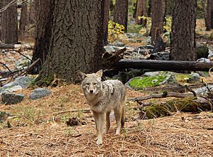 Archivo:Coyote in forest