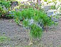 Crambe arborea