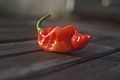 Datil