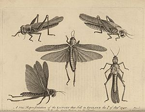 Archivo:Diagrams of Locusts which swarmed over England in 1748