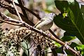 Dwarf Vireo (Vireo nelsoni) (8079391074)