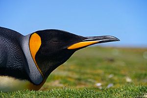 Archivo:Falkland Islands Penguins 49