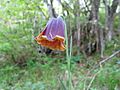 Fritillaria pyrenaica1JUSA