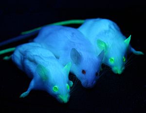 Archivo:GFP Mice 01