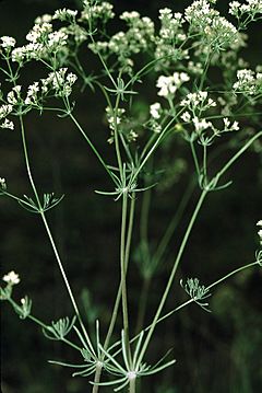 Galium glaucum eF.jpg