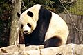 Giant Panda 2004-03-2