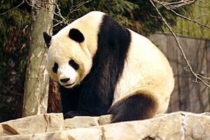 Archivo:Giant Panda 2004-03-2
