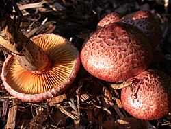 Gymnopilus.luteofolius.darvin3.jpg