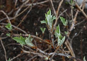 Archivo:Hydrangea quercifolia-SpringLeaf