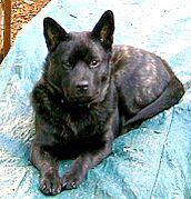 Image of Kai (dog)