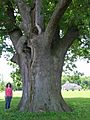 Keeler Oak Tree - close up photo, May 2013