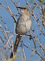 Le Conte's Thrasher